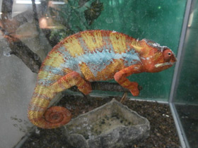 Фото Пантеровый хамелеон