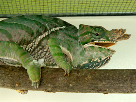 Фото Двуполосый хамелеон