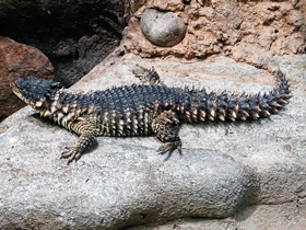 Смотреть фото Гигантский поясохвост Фото Гигантский поясохвост