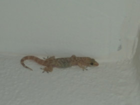 Фото Средиземноморский геккон