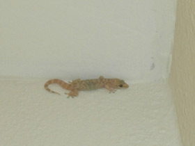 Фото Средиземноморский геккон