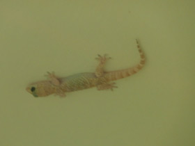 Фото Средиземноморский геккон