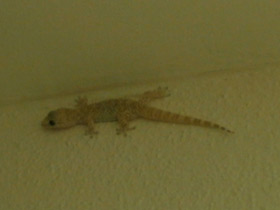 Фото Средиземноморский геккон
