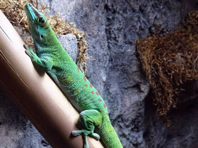 Фото Дневной мадагаскарский геккон