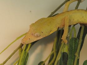 Фото Плоскохвостый геккон Эбенауи