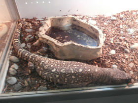 Фото Мексиканский ядозуб