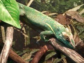 Фото Анолис-рыцарь