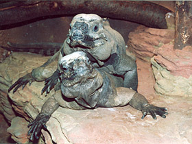 Смотреть фото Игуана-носорог Фото Игуана-носорог