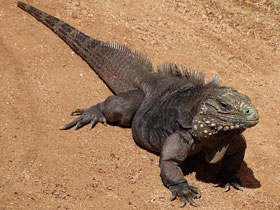 Фото Кубинская циклура