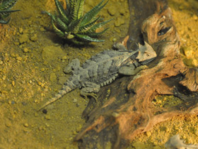 Смотреть фото Гигантская жабовидная ящерица Фото Гигантская жабовидная ящерица