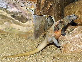 Фото Западная чаквелла