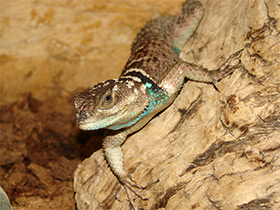 Фото Голубая колючая игуана