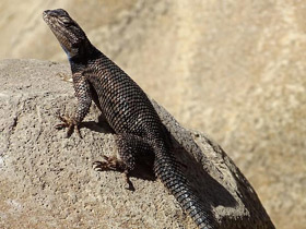 Смотреть фото Колючая игуана Фото Колючая игуана