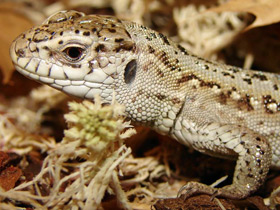 Смотреть фото Защитные рефлексы у животных Фото Защитные рефлексы у животных