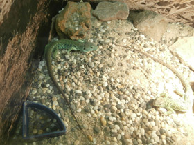 Смотреть фото Жемчужная ящерица Фото Жемчужная ящерица