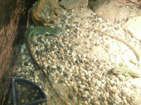 Смотреть фото Жемчужная ящерица Фото Жемчужная ящерица