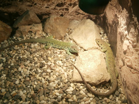 Смотреть фото Жемчужная ящерица Фото Жемчужная ящерица