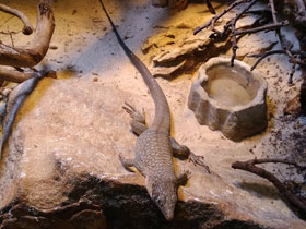 Фото Аравийская ящерица