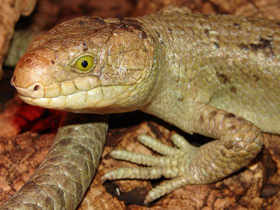 Фото Гигантский цепкохвостый сцинк