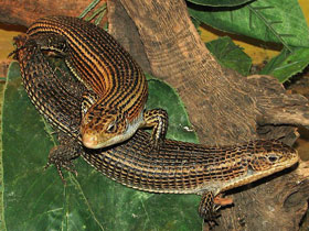 Смотреть фото Большой геррозавр Фото Большой геррозавр