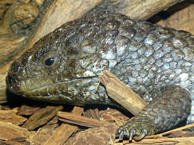 Смотреть фото Чья семья самая дружная? Самые верные животные Фото Чья семья самая дружная? Самые верные животные