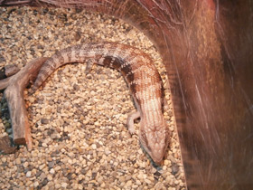 Смотреть фото Синеязыкий сцинк Фото Синеязыкий сцинк