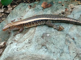 Смотреть фото Западный зонозавр Фото Западный зонозавр