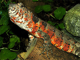 Фото Крокодиловый шинизавр