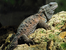 Смотреть фото Животные - долгожители. Топ-10 Фото Животные - долгожители. Топ-10