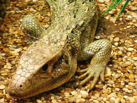 Каймановая ящерица Каймановая ящерица