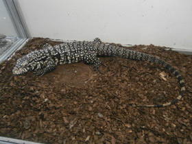 Фото Аргентинский тэгу