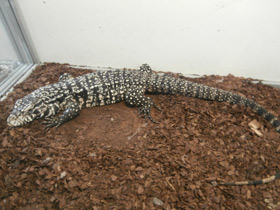 Фото Аргентинский тэгу