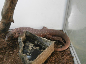 Фото Красный тэгу