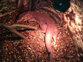 Фото Красный тэгу