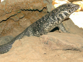 Фото Обыкновенный тэгу