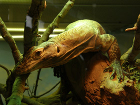 Смотреть фото Комодский варан Фото Комодский варан