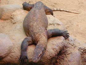 Смотреть фото Комодский варан Фото Комодский варан