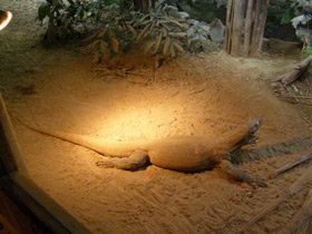 Смотреть фото Комодский варан Фото Комодский варан