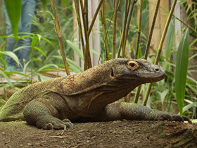 Смотреть фото Комодский варан Фото Комодский варан