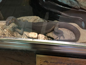 Фото Варан Мертенса