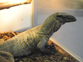 Смотреть фото Чёрный древесный варан Фото Чёрный древесный варан