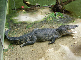 Смотреть фото Борьба и взаимопомощь в природе Фото Борьба и взаимопомощь в природе