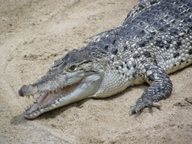 Смотреть фото Священные животные Древнего Египта. Фото Священные животные Древнего Египта.