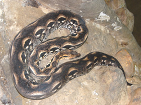 Фото Мадагаскарский удав