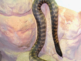 Фото Черноголовый питон