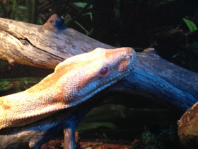 Смотреть фото Обыкновенный удав Фото Обыкновенный удав