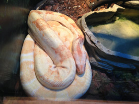 Смотреть фото Обыкновенный удав Фото Обыкновенный удав