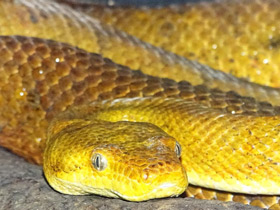 Фото Кандоя Биброна