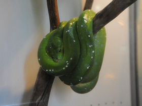 Фото Зеленый питон