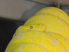 Фото Зеленый питон